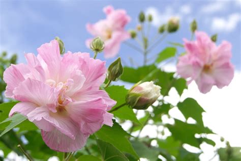 芙蓉種植方法|芙蓉（フヨウ）の育て方は？鉢植えもできる？肥料や。